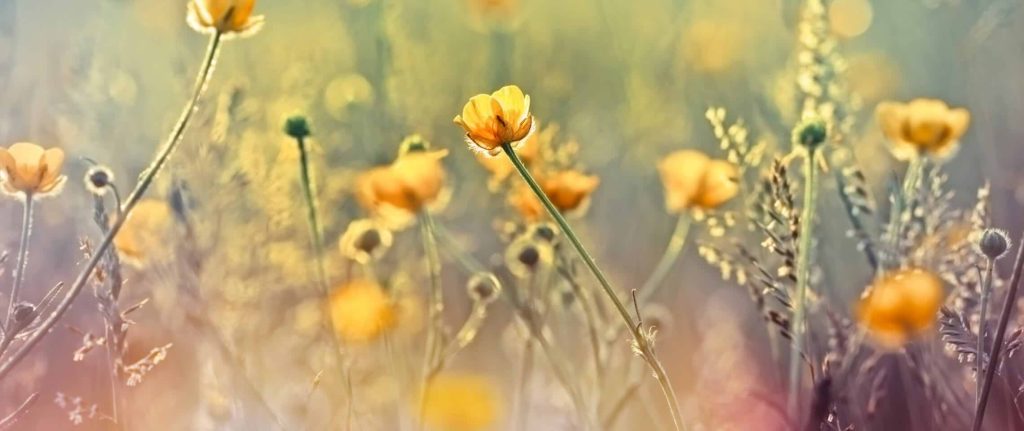 Ep 40: Setting Boundaries and Honouring Vulnerability with Indigenous Healer Asha Frost 1 27473 7